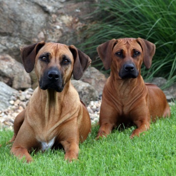 Aischa & Cailin