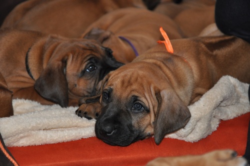 Rhodéský ridgeback - stěňata 2013 - vrh B