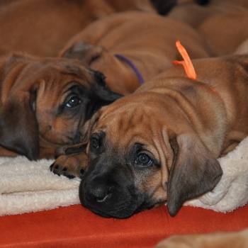 Rhodéský ridgeback - stěňata 2013 - vrh B
