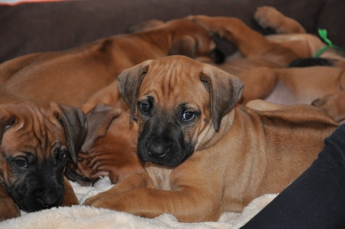 Rhodéský ridgeback - stěňata 2013 - vrh B