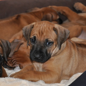 Rhodéský ridgeback - stěňata 2013 - vrh B