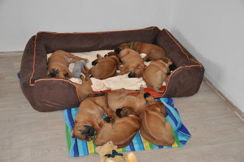 Rhodéský ridgeback - stěňata 2013 - vrh B