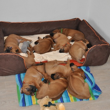 Rhodéský ridgeback - stěňata 2013 - vrh B