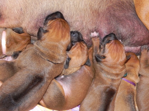 Rhodéský ridgeback - stěňata 2014 - vrh C