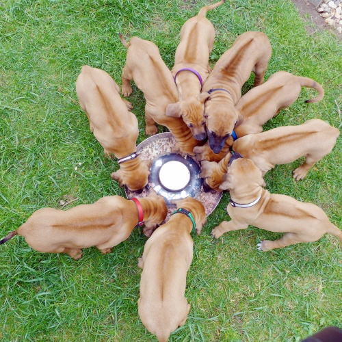 Rhodéský ridgeback - stěňata 2014 - vrh C