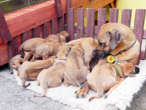 Rhodéský ridgeback - stěňata 2014 - vrh C