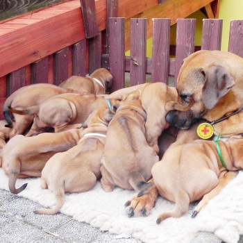 Rhodéský ridgeback - stěňata 2014 - vrh C