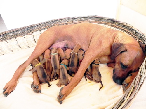 Rhodéský ridgeback - stěňata 2016 - vrh D