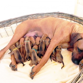 Rhodéský ridgeback - stěňata 2016 - vrh D