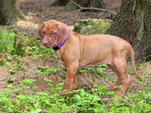 Rhodéský ridgeback - stěňata 2016 - vrh D