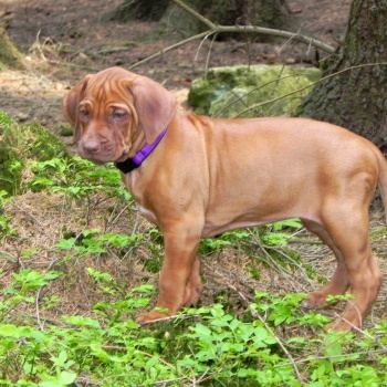 Rhodéský ridgeback - stěňata 2016 - vrh D