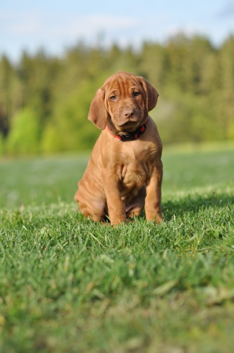 Rhodéský ridgeback - stěňata 2016 - vrh D