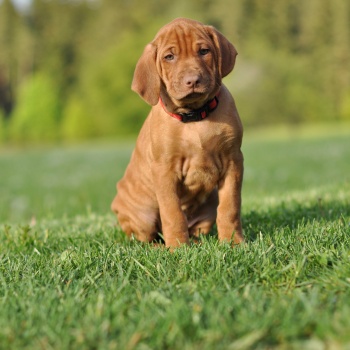 Rhodéský ridgeback - stěňata 2016 - vrh D