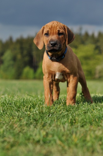 Rhodéský ridgeback - stěňata 2016 - vrh D