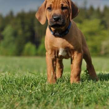 Rhodéský ridgeback - stěňata 2016 - vrh D