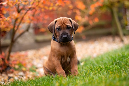 Rhodéský ridgeback - stěňata 2017 - vrh F
