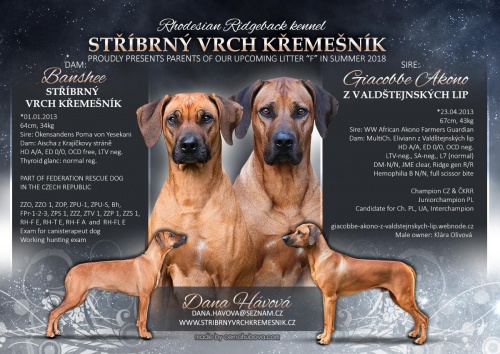 Rhodéský ridgeback - stěňata 2017 - vrh F