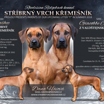 Rhodéský ridgeback - stěňata 2017 - vrh F