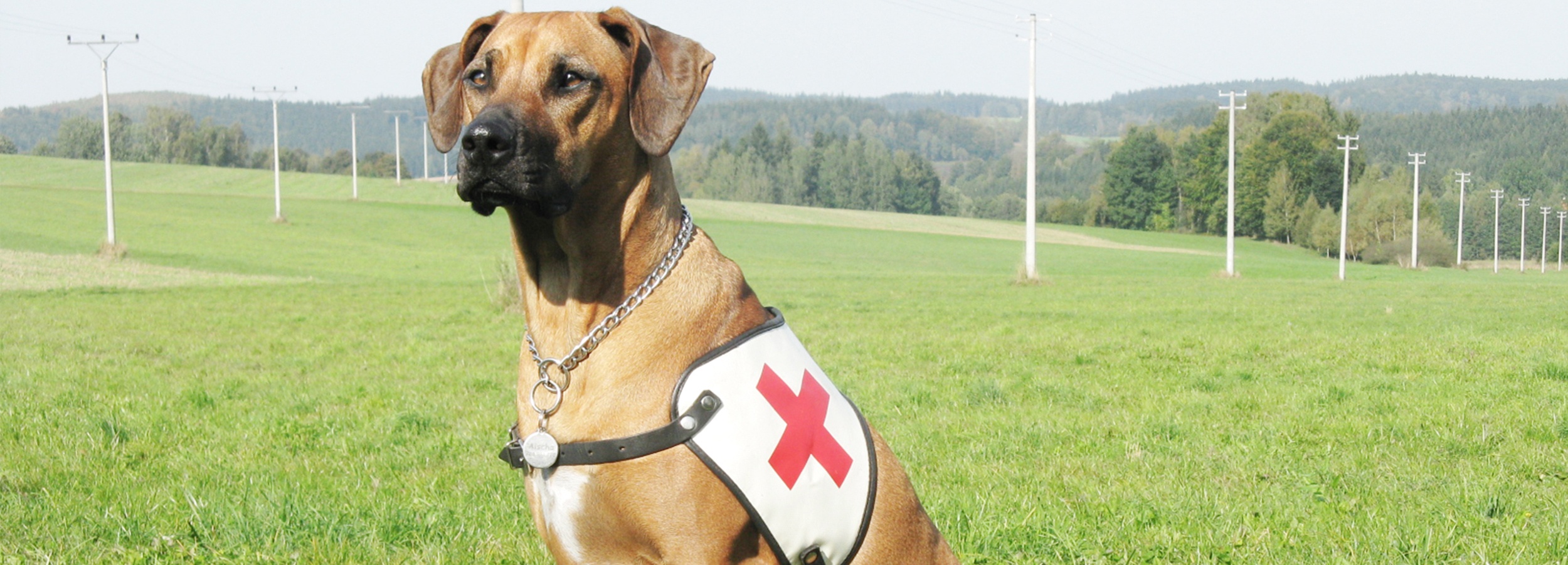 Rhodéský ridgeback