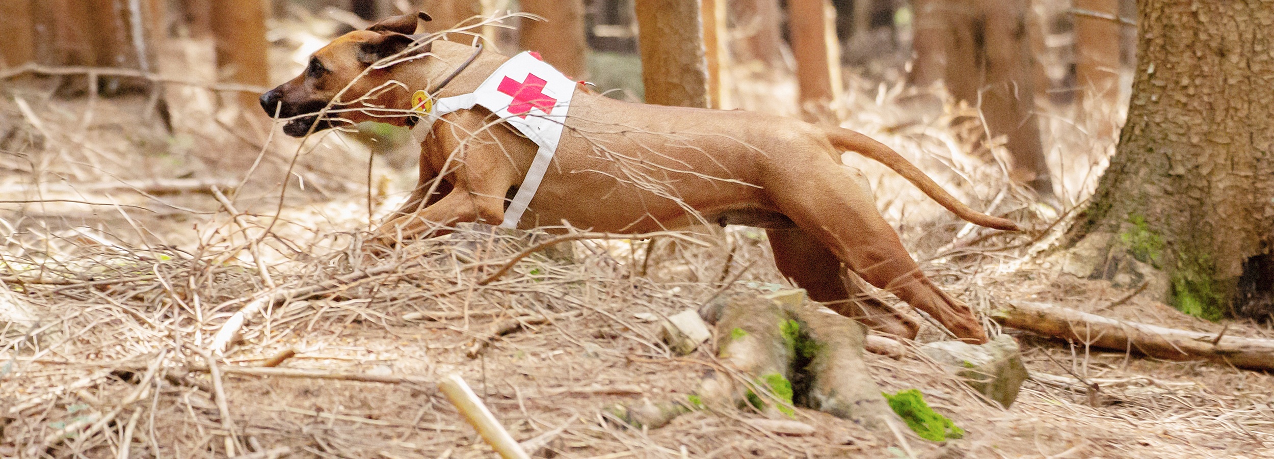 Rhodéský ridgeback