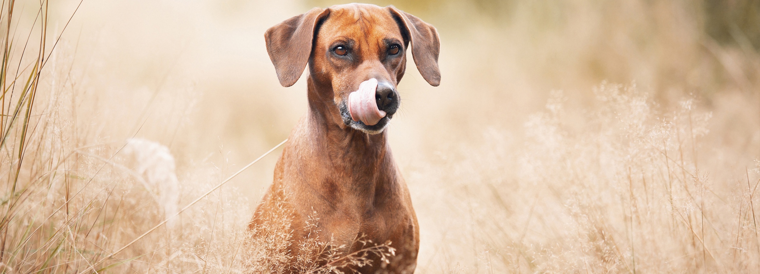 Rhodéský ridgeback