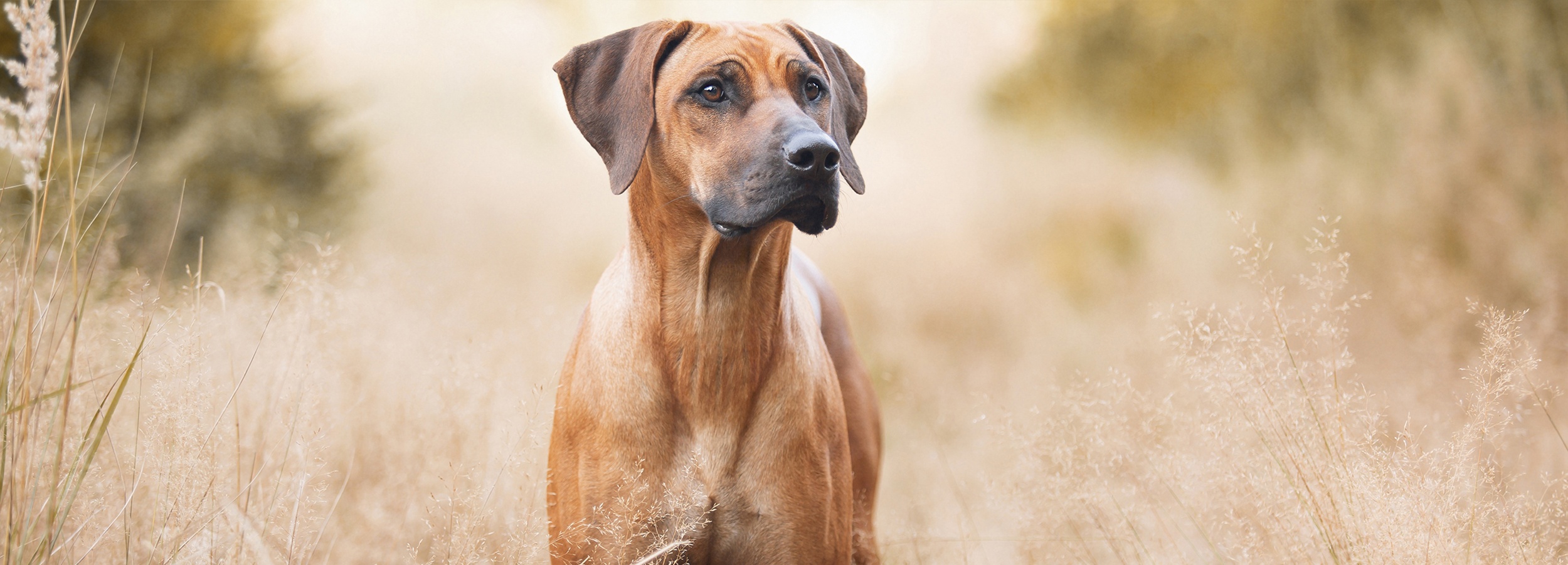 Rhodéský ridgeback