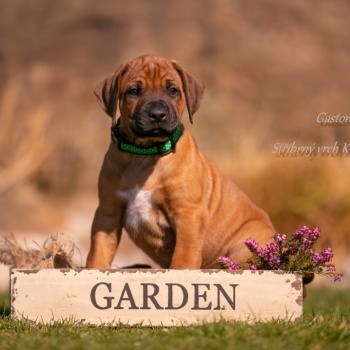 Gaston