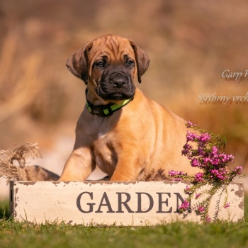 Garp Hasan