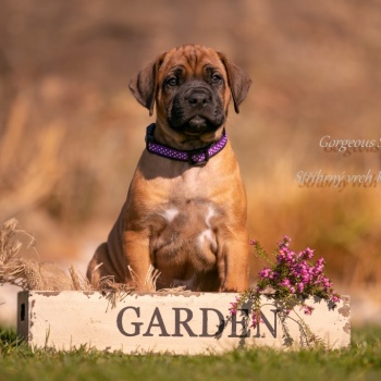 Gorgeous Simba