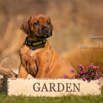 Guinevere