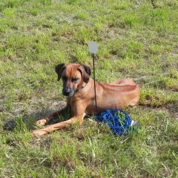 Banshee po stopařské zkoušce
