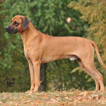 Nový krycí pes pro Křemešník - Derek