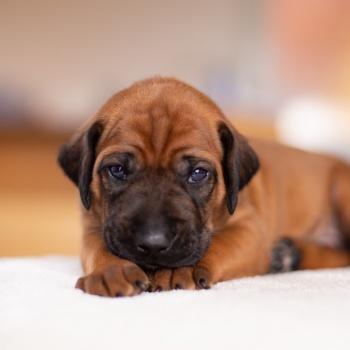 Třítýdenní štěňátka