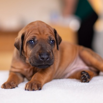 Třítýdenní štěňátka