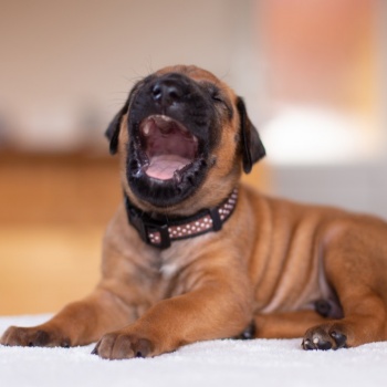 Třítýdenní štěňátka