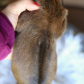 Štěňátka
