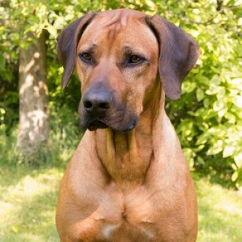 Budoucí rodič