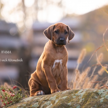 IMGM6466-ifama.jpg