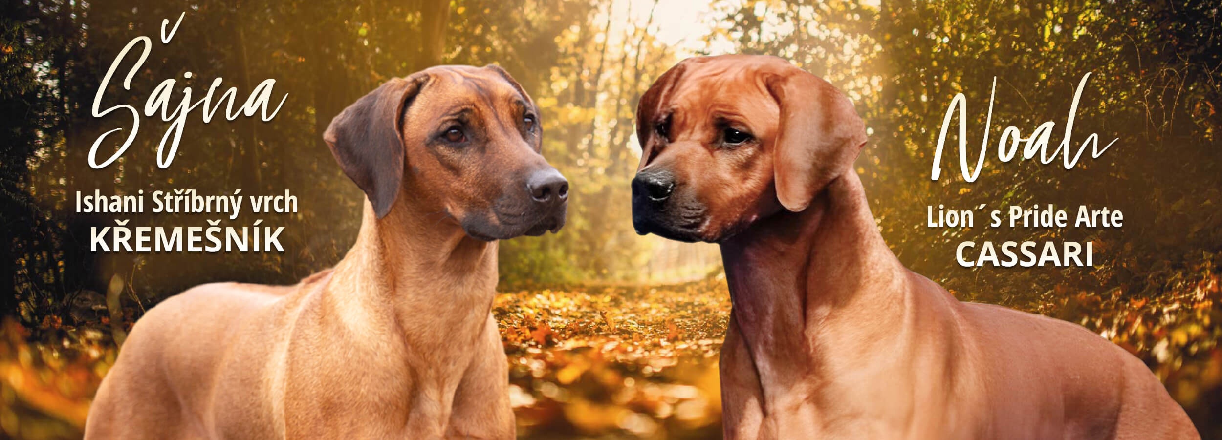 Šajna & Noah